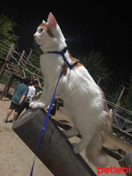 Ankara Kedisi, Kedi  LEON fotoğrafı