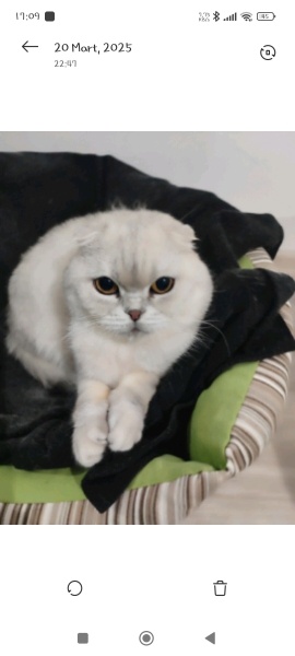 Scottish Fold, Kedi  Tofi fotoğrafı