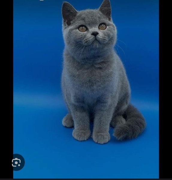 British Shorthair, Kedi  Coco fotoğrafı