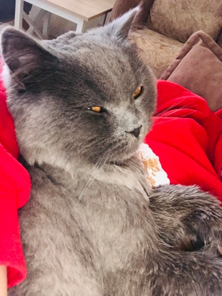 British Shorthair, Kedi  Duman fotoğrafı