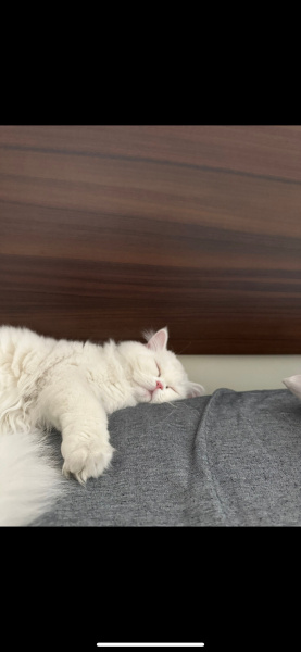 Chinchilla, Kedi  pamuk fotoğrafı