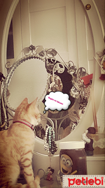 Tekir Kedi, Kedi  Asuman fotoğrafı