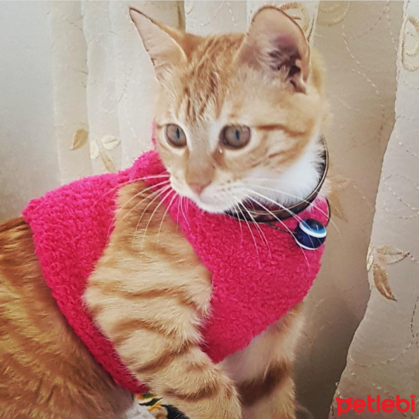 Tekir Kedi, Kedi  Asuman fotoğrafı
