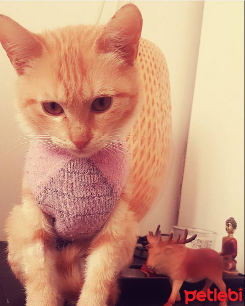 Tekir Kedi, Kedi  Asuman fotoğrafı