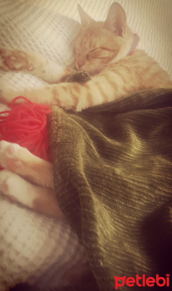 Tekir Kedi, Kedi  Asuman fotoğrafı