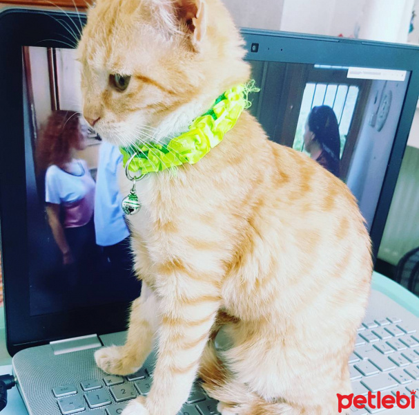 Tekir Kedi, Kedi  Asuman fotoğrafı