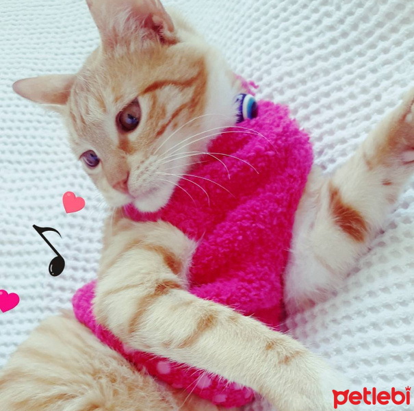 Tekir Kedi, Kedi  Asuman fotoğrafı