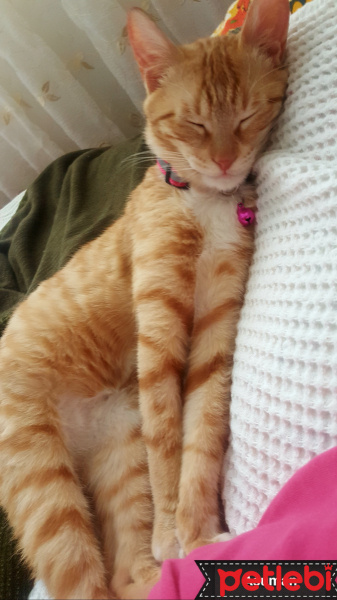 Tekir Kedi, Kedi  Asuman fotoğrafı