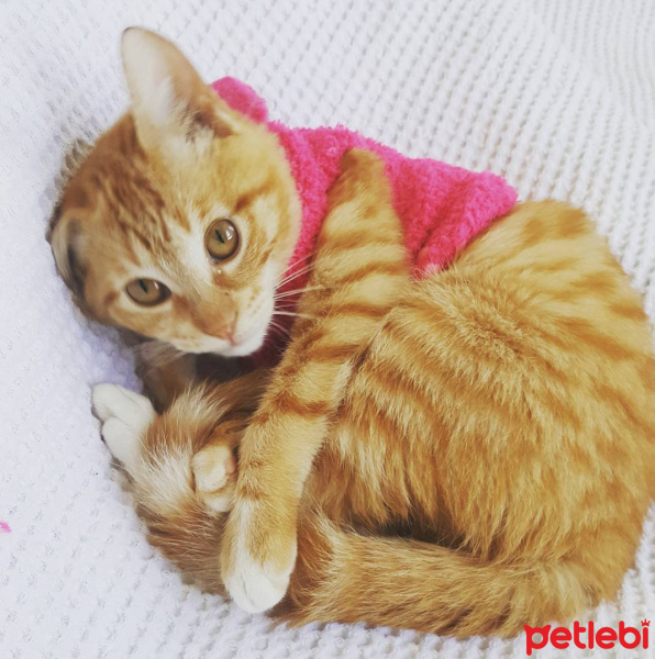 Tekir Kedi, Kedi  Asuman fotoğrafı