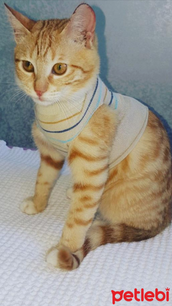 Tekir Kedi, Kedi  Asuman fotoğrafı