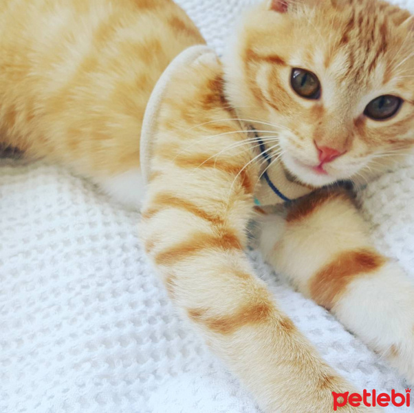Tekir Kedi, Kedi  Asuman fotoğrafı