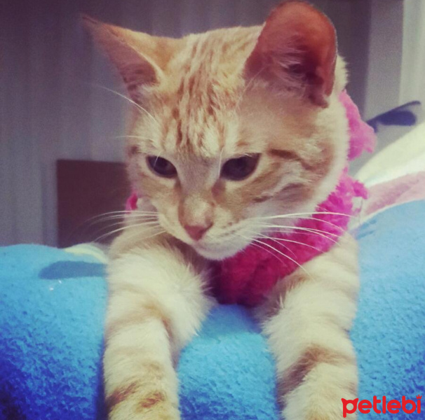 Tekir Kedi, Kedi  Asuman fotoğrafı
