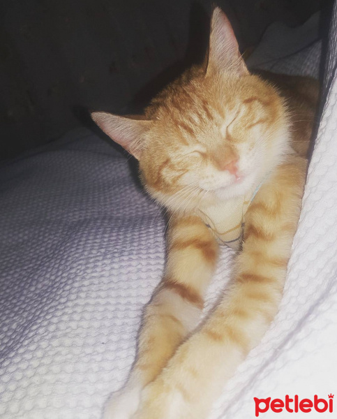 Tekir Kedi, Kedi  Asuman fotoğrafı