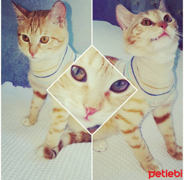 Tekir Kedi, Kedi  Asuman fotoğrafı