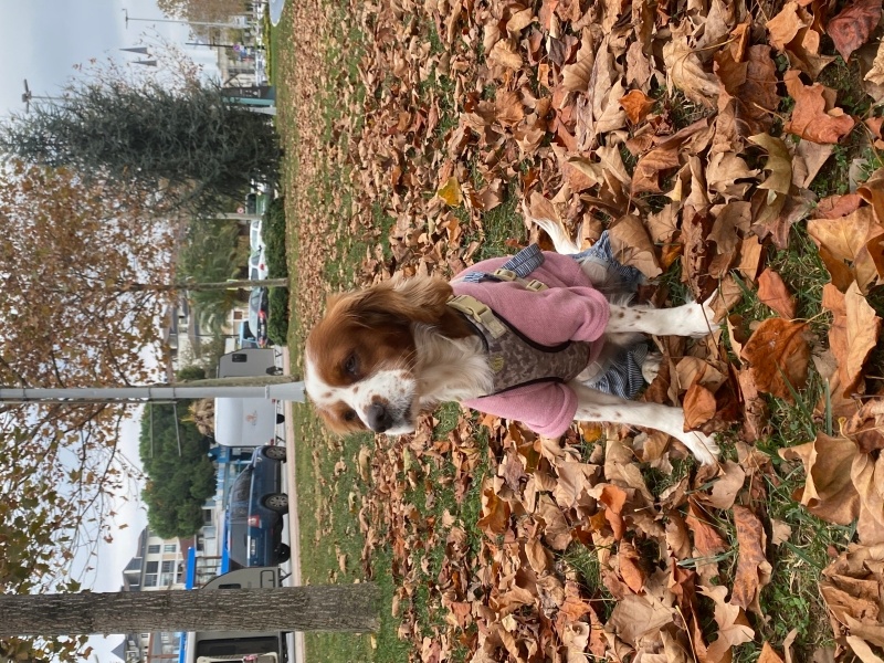 Cavalier King Charles Spanieli, Köpek  Şans fotoğrafı