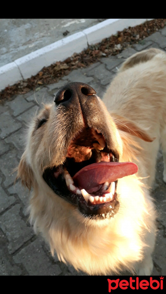 Golden Retriever, Köpek  Rakı fotoğrafı