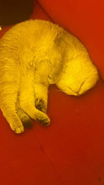 Scottish Fold, Kedi  Hamsi fotoğrafı