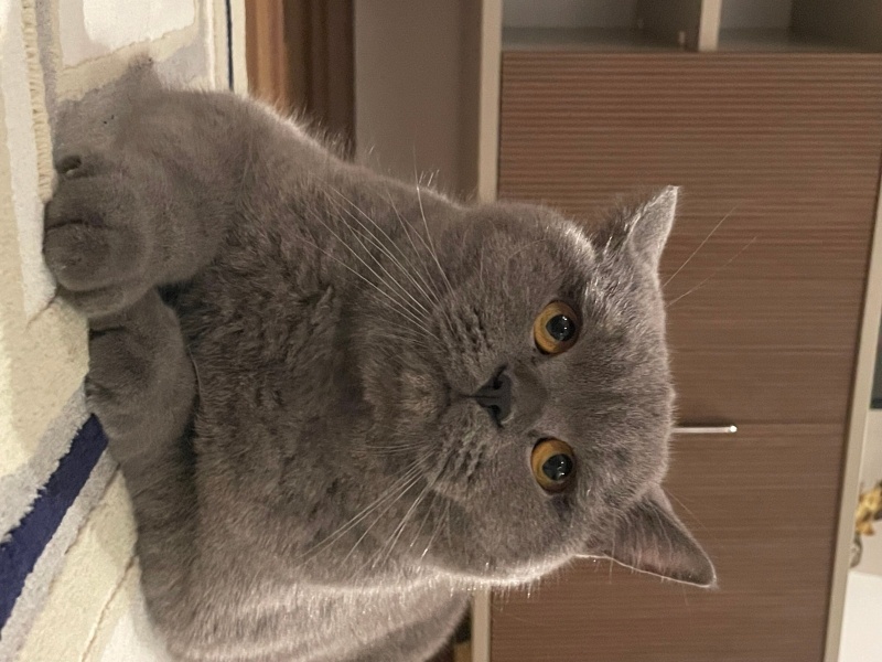 British Shorthair, Kedi  Duman fotoğrafı