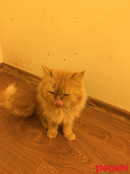 İran Kedisi (Persian), Kedi  Tarçın fotoğrafı