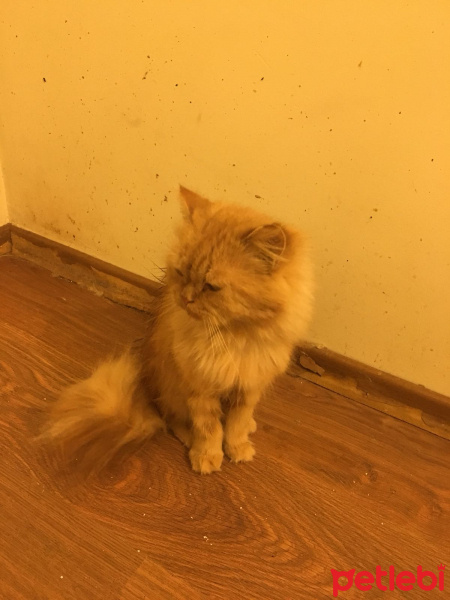 İran Kedisi (Persian), Kedi  Tarçın fotoğrafı