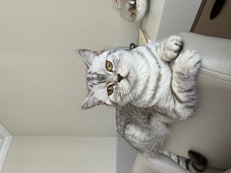 British Shorthair, Kedi  Sütlaç fotoğrafı