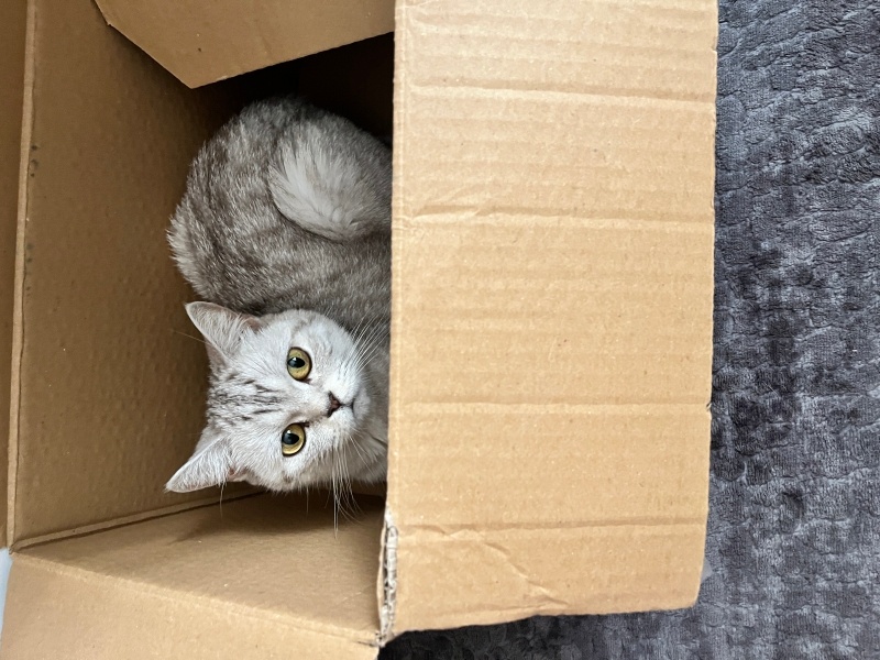 British Shorthair, Kedi  Sütlaç fotoğrafı