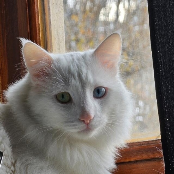 Ankara Kedisi, Kedi  Luna fotoğrafı