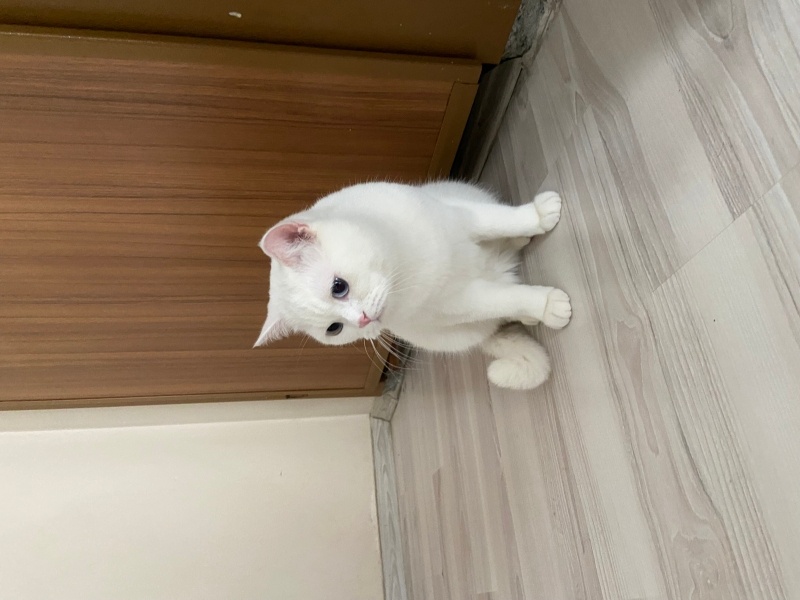 British Longhair, Kedi  Marsık fotoğrafı