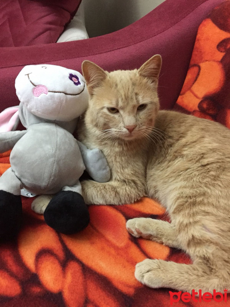 Scottish Fold, Kedi  Tarçın fotoğrafı