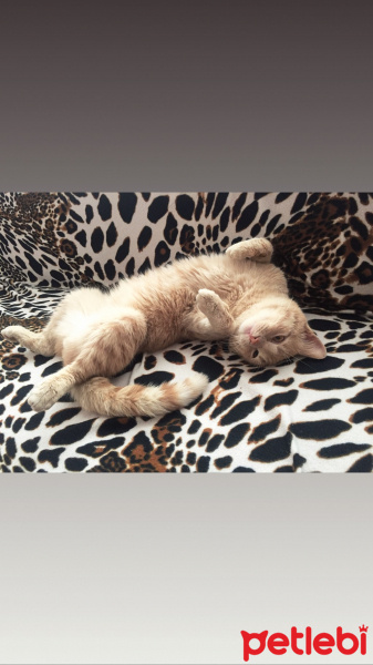 Scottish Fold, Kedi  Tarçın fotoğrafı