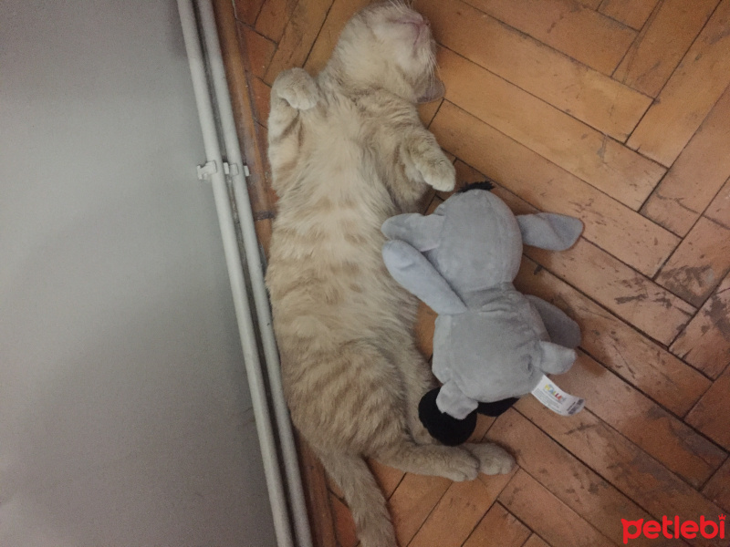 Scottish Fold, Kedi  Tarçın fotoğrafı