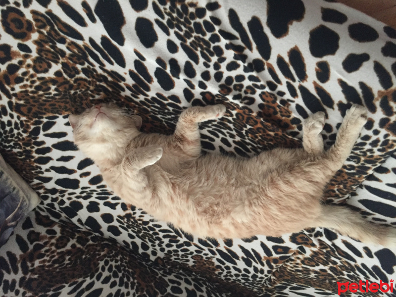 Scottish Fold, Kedi  Tarçın fotoğrafı