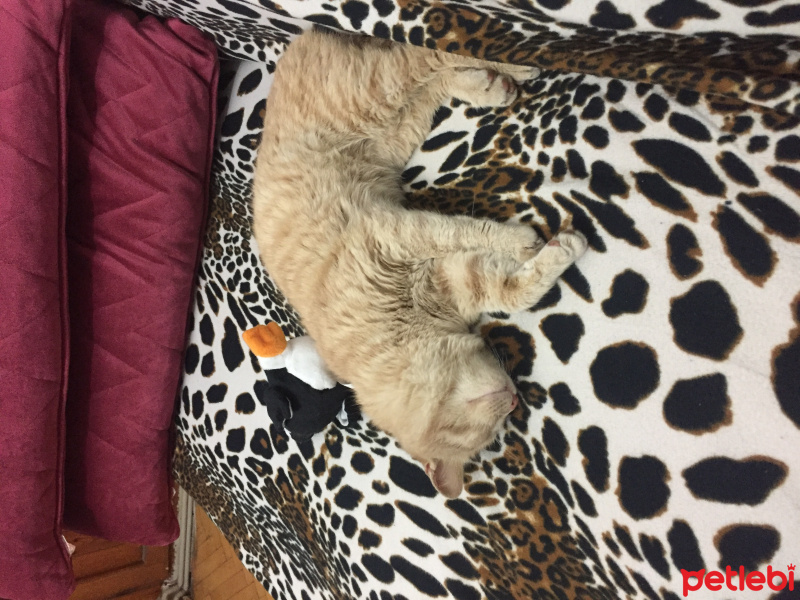 Scottish Fold, Kedi  Tarçın fotoğrafı