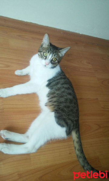 Tekir Kedi, Kedi  Minnoş fotoğrafı