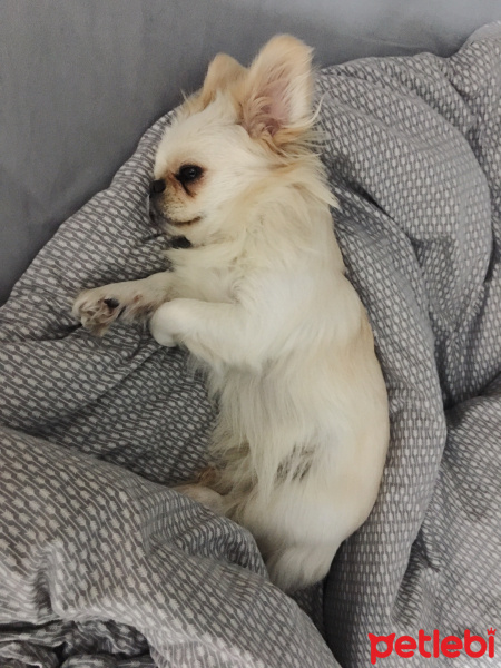 Pekingese, Köpek  Lily fotoğrafı