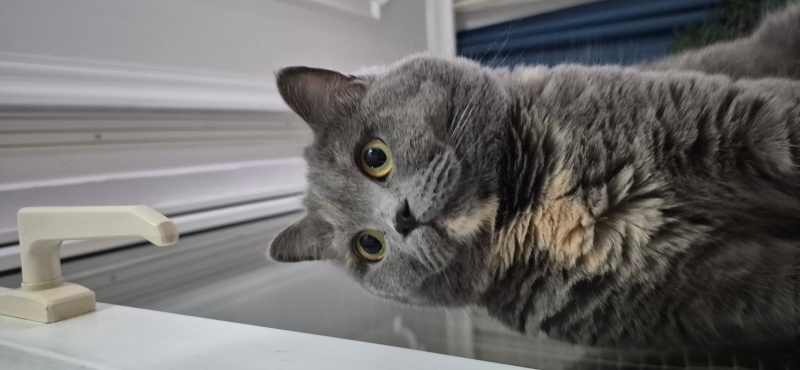 British Shorthair, Kedi  Luna Miço fotoğrafı