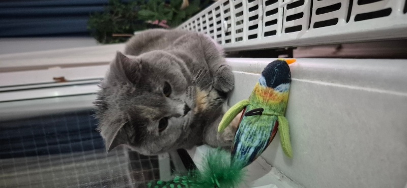 British Shorthair, Kedi  Luna Miço fotoğrafı