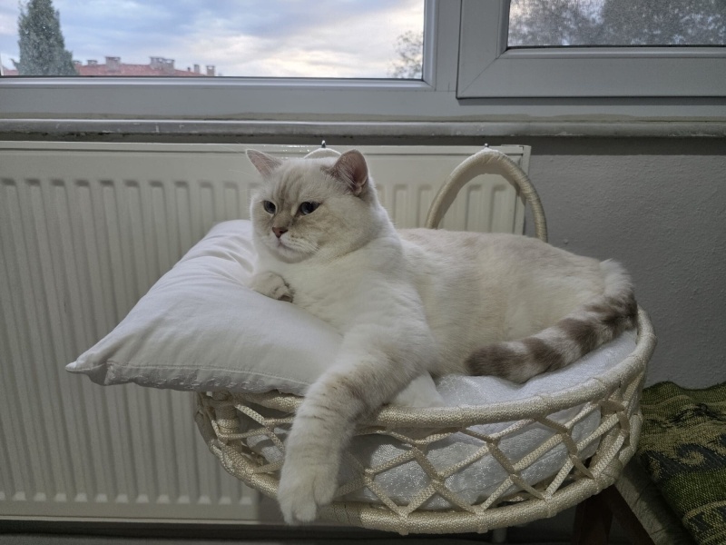 British Shorthair, Kedi  Luna Miço fotoğrafı