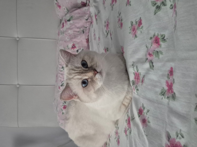 British Shorthair, Kedi  Luna Miço fotoğrafı