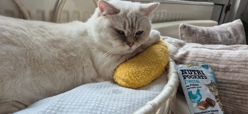 British Shorthair, Kedi  Luna Miço fotoğrafı