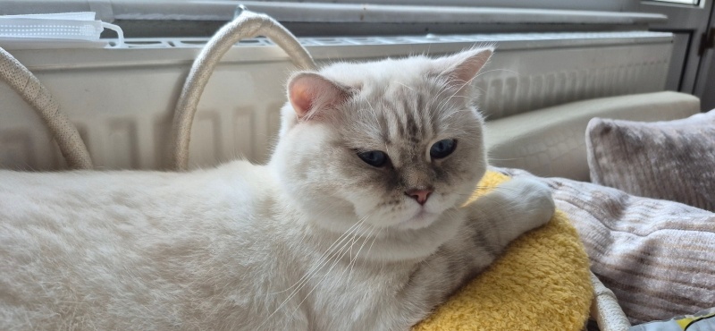 British Shorthair, Kedi  Luna Miço fotoğrafı