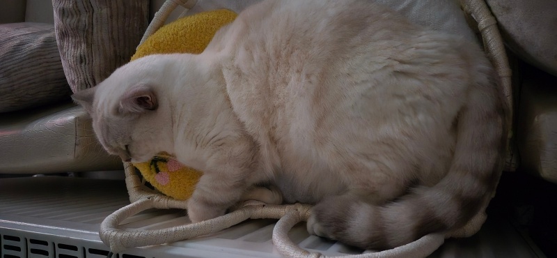 British Shorthair, Kedi  Luna Miço fotoğrafı
