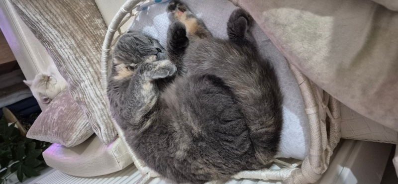 British Shorthair, Kedi  Luna Miço fotoğrafı