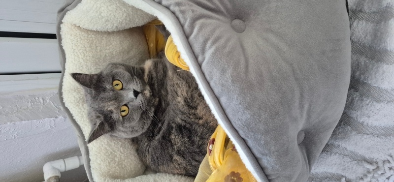 British Shorthair, Kedi  Luna Miço fotoğrafı