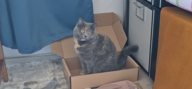 British Shorthair, Kedi  Luna Miço fotoğrafı