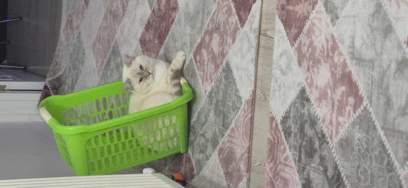 British Shorthair, Kedi  Luna Miço fotoğrafı