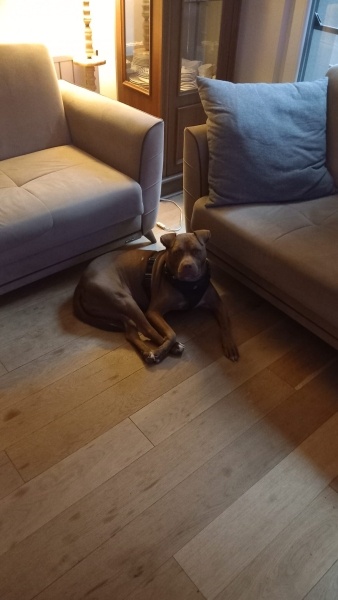 Amerikan Pitbull Terrier, Köpek  Alfie fotoğrafı