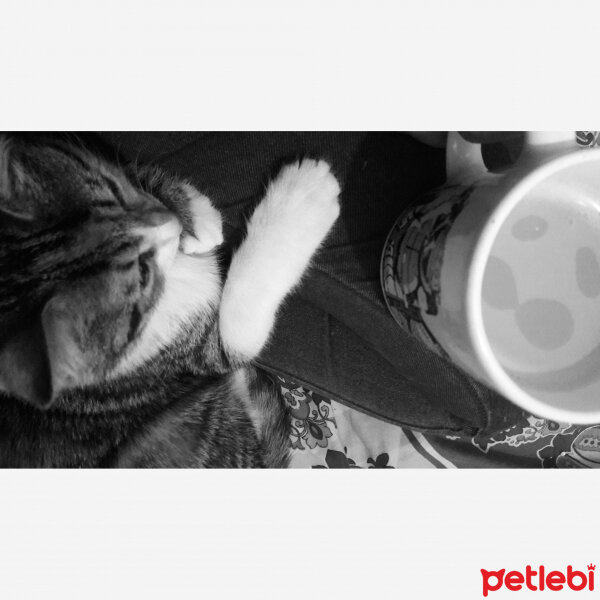 Tekir Kedi, Kedi  Mocha fotoğrafı