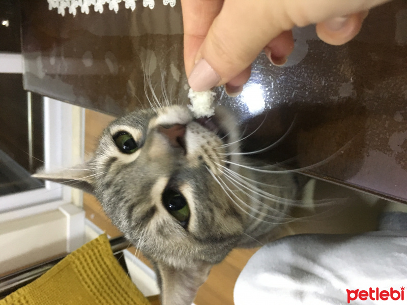 Tekir Kedi, Kedi  Dobby fotoğrafı