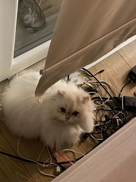 British Longhair, Kedi  Venüs fotoğrafı